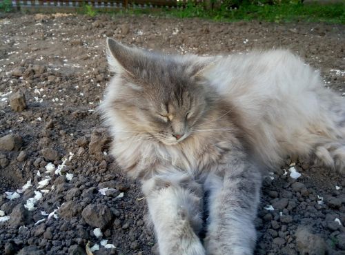 ������������� �����������