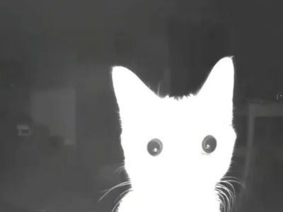 ����� �������� Xiaomi ��� �������� �������� �������� ������ ������� �������