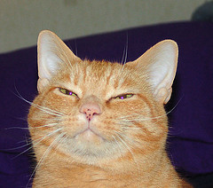 ������������� �����������